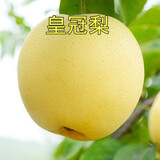 HUAHUIYOU梨树苗 秋月梨苗莱阳秋月蜜梨嫁接树苗盆栽南方北方种植 皇冠梨4年苗 81cm(含)-110cm(含)