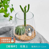 绿荫巷子多肉植物仙人掌盆栽肉肉室内桌面创意绿植小盆栽带盆 【在路上植物一套】火山瓶含摆件