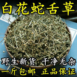 天然野生白花蛇舌草百花蛇舌草白花舌蛇草干中药材  另售半枝莲 野生白花蛇舌草500克