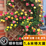 坤卉蔷薇花苗爬藤耐寒藤本月季特大爬墙花卉阳台盆栽庭院植物四季开花