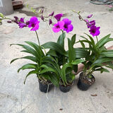 意轩石斛兰盆栽带花苞四季开花不断绿植室内阳台花卉易养兰花植物 红泼墨 5-6苗 带花  送懒人