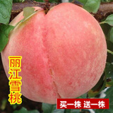 花幽谷【两株装】嫁接桃树苗盆栽地栽庭院阳台桃花桃子久保阳山树苗南方 丽江春雪当年结果【四年苗两株】 81cm(含)-110cm(含)