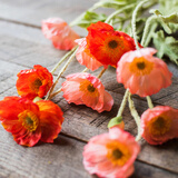 掬涵仿真花假花插花冰岛虞美人罂粟花婚庆节日装饰客厅卧室餐桌花清新 粉色单只（长56cm）