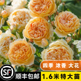 坤卉蔷薇花苗爬藤耐寒藤本月季特大爬墙花卉阳台盆栽庭院植物四季开花 王妃（当年开花爆满） 1.6米左右爬藤特大苗