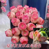 爱你一万年夏季多肉山地玫瑰水蜜桃酒杯粉耶罗鸡蛋翡翠球花绿多肉植物盆栽 【3盆】山地玫瑰单头2-3cm1颗