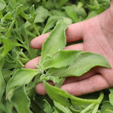 寿禾 冰菜冰草种子冰晶农家四季播蔬菜种孑阳台秋冬季盆栽菜籽种籽 冰草种子1000粒装+肥料+种植资料