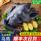 王氏正德现杀乌鸡新鲜土鸡农家散养五黑鸡乌骨鸡孕妇月子乌鸡汤营养煲汤 乌鸡1只 净重2斤