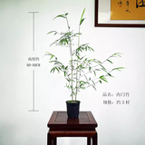 华香兰艺红观音竹内门紫红寒文米竹子苗凤尾金丝佛肚盆栽景耐阴书房室绿植 内门竹3杆 原盆原土发货