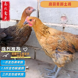 活体小鸡苗纯种土鸡三黄鸡麻黄鸡乌黑鸡品种可选(顺丰1天内发货) 一斤左右土鸡 5只装