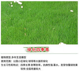 芳东草籽草坪种子草坪牧草种子护坡耐寒旱耐践踏四季青1斤源头直发