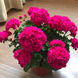 唯友大花天竺葵盆栽重瓣四季垂吊开花直立花卉庭院阳台带花苞发货花苗 紫精