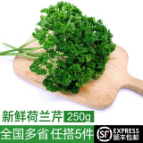 绿食者新鲜荷兰芹250g 法国香菜 旱芹菜 新鲜蔬菜 西餐火锅摆盘装饰材料 250g