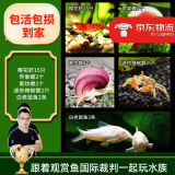 云峰海瑞黑壳虾清洁虾观赏虾 鱼缸水族箱水草缸清洁除藻淡水 虾螺蟹鱼清洁套餐