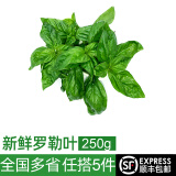 绿食者 新鲜罗勒叶250g 西餐牛排披萨意大利面香料 青酱调料蔬菜 100g