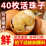 活珠子13天毛蛋山东新鲜鸡胚蛋钢化蛋真空包装开袋即食熟食带蘸料 香辣活珠子40枚 带蘸料