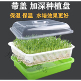 发豆芽菜育苗盘芽苗菜小麦苗种植盘保温带盖豌豆苗盆栽托水培蔬菜 荧光绿 1个加深(带盖)盘
