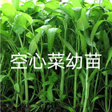 瑞蔬源蔬菜苗幼苗叶菜苗青梗圆叶柳叶空心菜苗通心菜秧苗/空心菜苗12棵