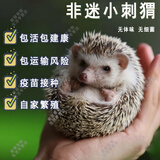 SMVP非洲迷你刺猬活物纯种无虫打过疫苗活体家养刺猬幼崽带笼子 【顺丰】杏色母(40天左右幼崽)