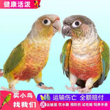 冰海精灵 宠物鸟手玩鸟玄风鹦鹉活物小活鸟幼鸟学舌头说话鸟小太阳鸟活体 小太阳鹦鹉2只（带合法标识）