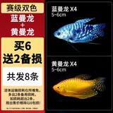 CRAZY PLANT曼龙鱼活体观赏鱼活体热带好养耐活淡水冷水招财风水水族小金鱼苗 【赛级双色】黄蓝曼龙 6+2