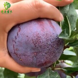 花赛李子树苗 嫁接李子苗 盆栽地栽当年结果嫁接大果耐耐旱 南北方种 黑霸王李子 3年苗当年结果