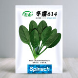 寿禾 大叶小叶菠菜种子大全波菜种蔬莱耐寒蔬菜四季播寿光秋季季菜籽 （冬）寿禾冬播614菠菜种子 300g