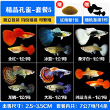 森悠（SARYOR）孔雀鱼纯种观赏鱼小型淡水好养热带鱼活体斑马金鱼凤尾鱼繁殖 孔雀鱼套餐5