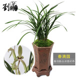 劉閣蘭花春剑珍品 春满园 冬带浓香花苞出售室内办公桌好养绿植花卉盆栽 3苗连体裸根当年开花