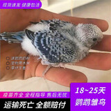 豪蚨雏鸟鹦鹉活体幼鸟手养鸟说话鸟半毛虎皮牡丹玄风鸟小太阳雏鸟豪蚨 蓝虎皮雏鸟1只