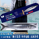 鲜源澜湾 青岛大鲅鱼3-20斤大鲅鱼马鲛鱼新鲜海鲜水产冷冻1条过节鲅鱼礼盒 15斤以上整条