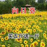 简雪花卉种子花籽四季种易活四季开花室外鲜花盆栽种植庭院室内多年生 向日葵种子1斤