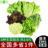 绿食者 生菜沙拉组合3.5斤 球生菜绿叶红叶生菜苦菊奶油生菜 轻食蔬菜