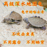 诗轩[深水龟]地图龟苗清洁龟活体宠物水龟观赏龟活物深水观赏龟 3-4 厘米 两只 情侣一对
