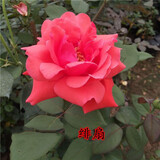 花大花月季花苗绿植嫁接四季好养欧月庭院阳台盆栽花卉好养活 绯扇 月季小苗 不含盆