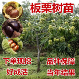 欧悟嫁接板栗树苗果树苗大红袍油栗子苗庭院阳台盆栽地栽南方北方种植 6年苗结果多多（品种留言）