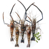 鲜活罗氏沼虾250g(6-12只)