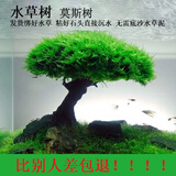 旺园兴鱼缸造景树定植树沉木活体装饰水草无需底沙鱼缸造景增氧莫斯植物 高12cm左右(蘑菇头直径8cm)