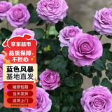 苏墨的墨灌木灌木月季花苗特大花盆栽蔷薇 蓝色风暴 40cm左右原盆源头直发