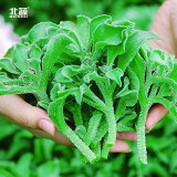 北蔬 蔬菜种子大全品种阳台四季播种菜籽 批发家庭种植农科院种子春季 （冰草）冰菜种子 1100粒/袋