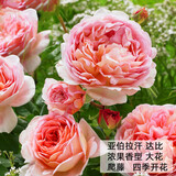 耐寒蔷薇花苗爬藤四季开花室内盆栽室外藤本月季玫瑰花卉易活植物 亚伯拉罕 灌木 精品花苗 不含盆