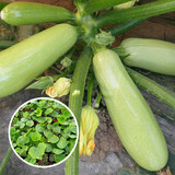 寿禾西葫芦蔬菜种子三月瓜角瓜寿光种孑菜瓜翠宝菜籽夏秋播种 西葫芦种子25粒+翠宝西葫芦秧5棵