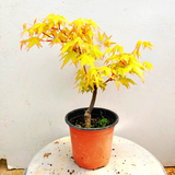景郁春 JIRYUCUR日本红枫植物红舞姬树苗盆栽阳台庭院四季红枫树黄金枫源头直发