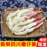 辰实四川嫩姜【顺丰可选】嫩仔姜新鲜 现挖子姜红芽姜醋泡姜 5斤四川嫩仔姜