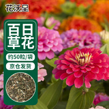 花沃里 百日草种子/百日菊 混色花卉种子家庭盆栽阳台办公室/庭院约50粒