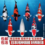 招财如意锦鲤冷水观赏鱼大型纯种精品红白三色招财鱼好养耐活风水鱼活鱼 六六大顺（随机颜色6条可指定）  8-10cm
