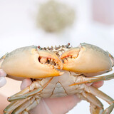 【活鲜】嗨码头三门青蟹特大公蟹菜鲟 红母膏蟹肉蟹猷蠓海鲜礼盒 400g 尝鲜母膏蟹（8两-1斤）1只