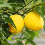 晨木鲜生四川黄柠檬 新鲜大果黄柠檬 水果 精选4枚装（60-100g)