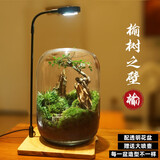 生命之树苔藓微景观桌面生态瓶免打理办公室盆栽真植物耐养礼物 榆树之壁+植物灯