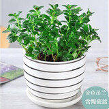 意轩金鱼花吊兰杜鹃花盆栽花卉室内绿植办公室盆栽盆景绿色植物吊兰 金鱼吊兰【陶瓷花盆】