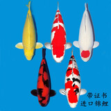 古介日本进口纯种大日阪井锦鲤桃太郎观赏鱼精品好运锦鲤鱼冷水鱼锦鲤 红白一条（进口带证书） 15-20厘米